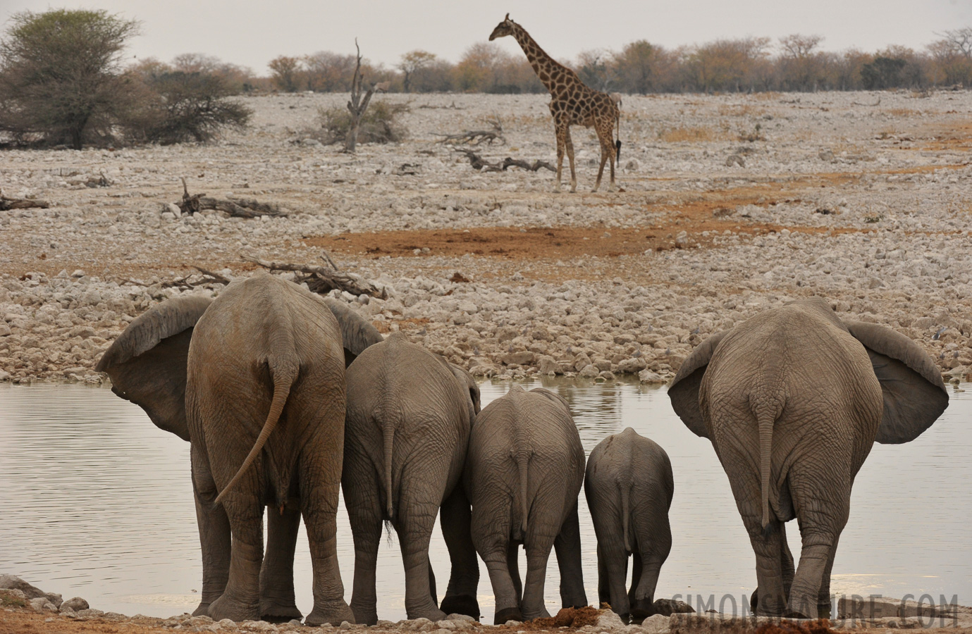 Loxodonta africana [200 mm, 1/320 Sek. bei f / 9.0, ISO 1000]